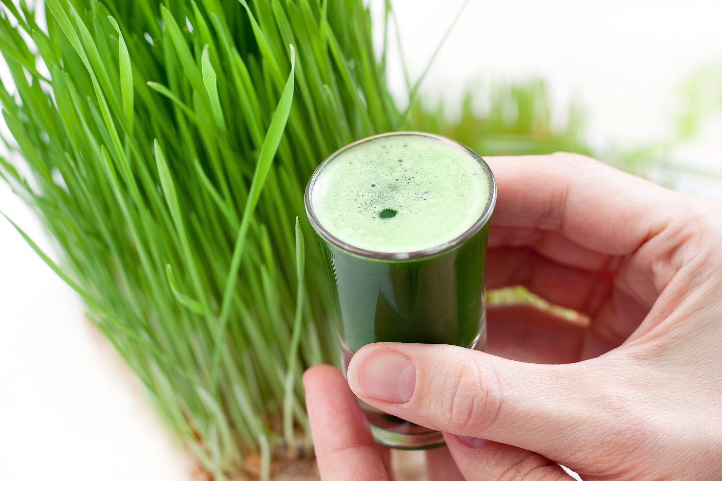 wheatgrass